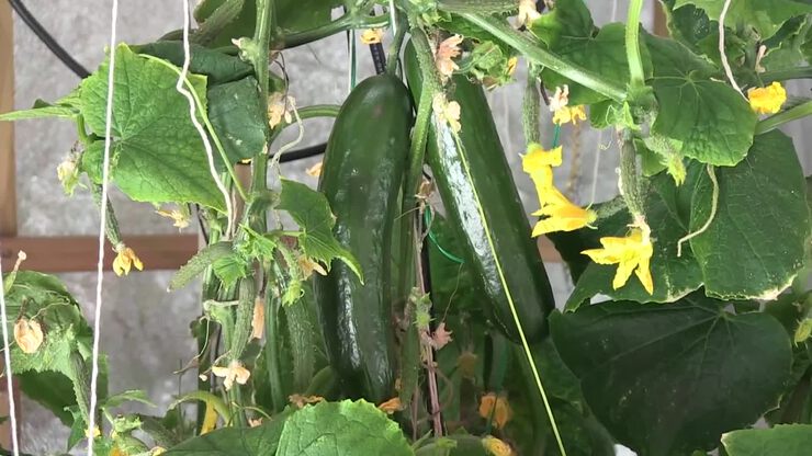 Что мне делать?