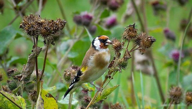 Предзнаменования