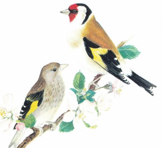 Предзнаменования