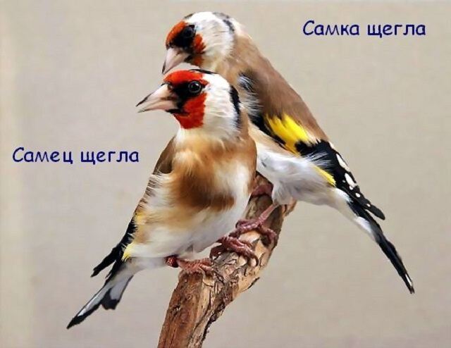 Предзнаменования