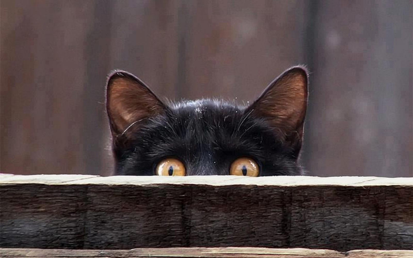 Красивые приметы. Черный кот выглядывает. Кот выглядывает из-за угла. Котик из за угла. Котенок выглядывает из-за угла.