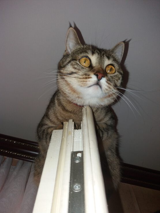 Где мой кот