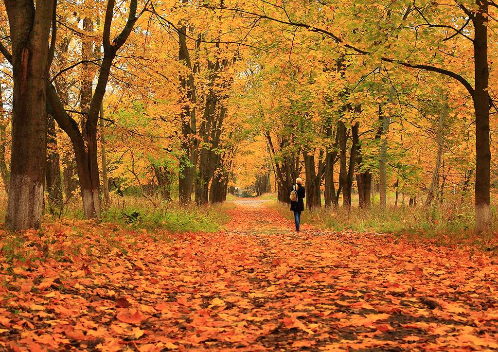 Гулял октябрь. Осенняя прогулка. Прогулка по осеннему лесу. Осенняя аллея. Прогулка в осеннем парке.