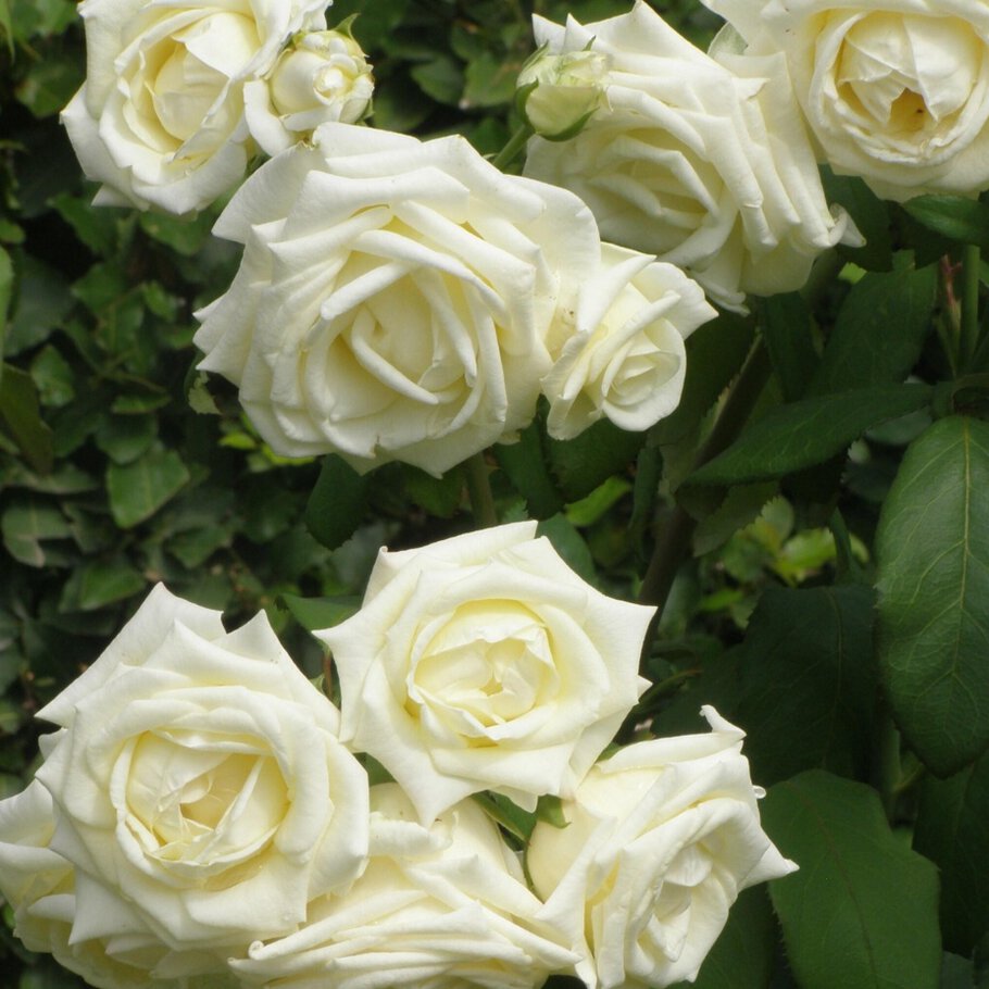 Лариса, поздравляю с юбилейной...