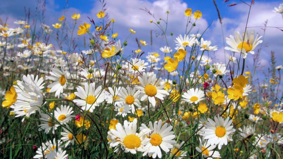 ДОБРОГО ЛЕТА!!!!