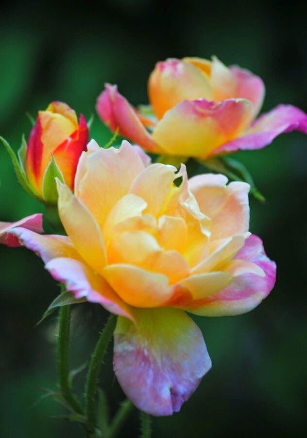 С прекрасным весенним Днем...