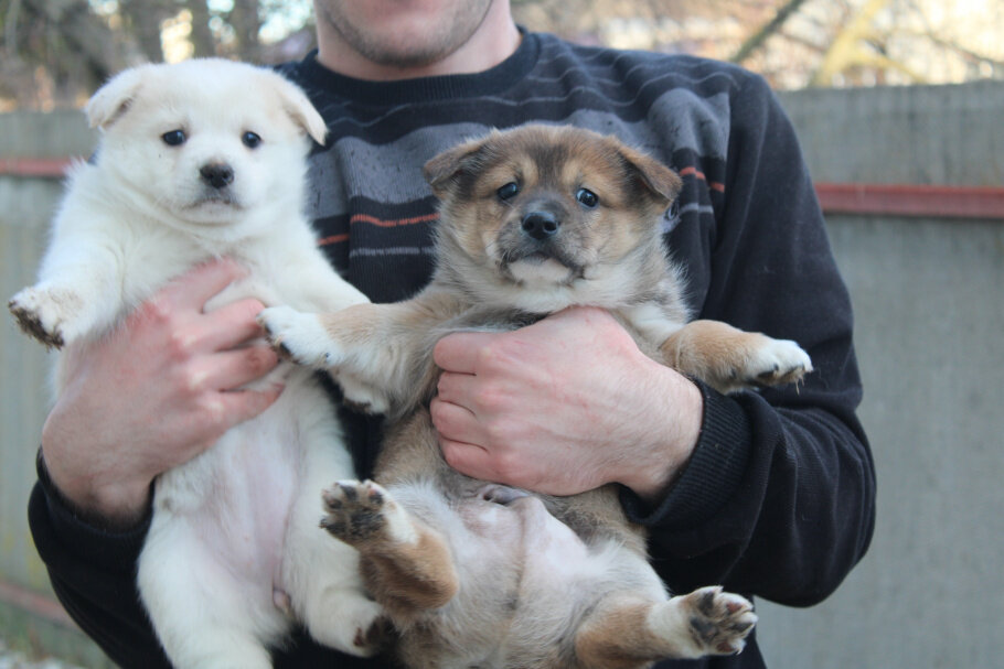 могу и на вас...