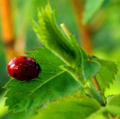 Христос Воскресе!!!! Чистой и...
