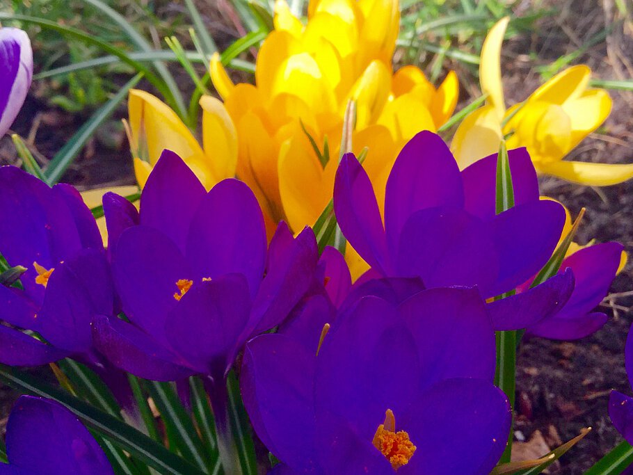 Цветная апрельская фантазия.