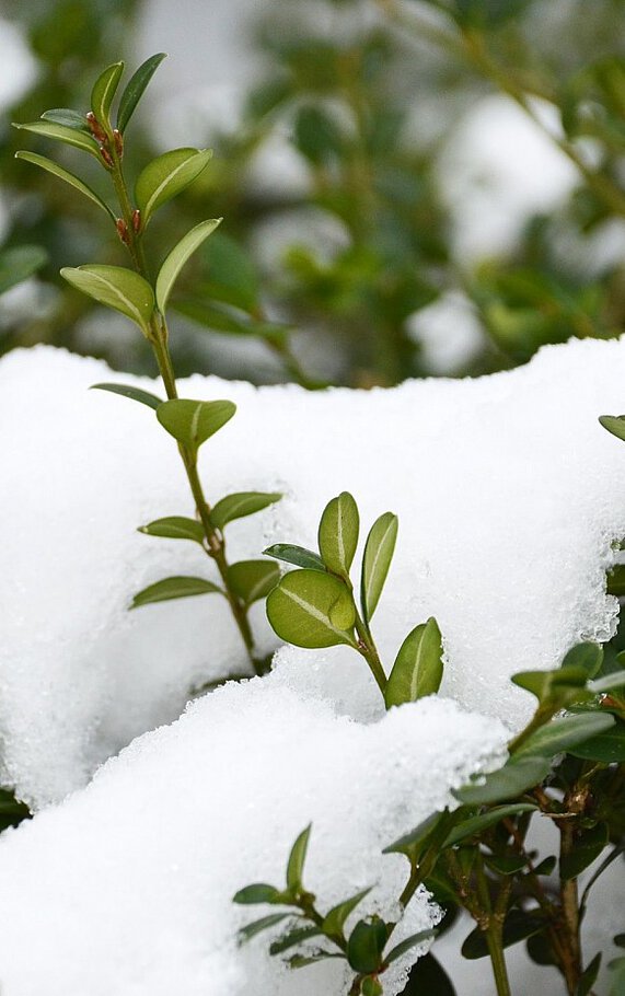 С И пусть порой...