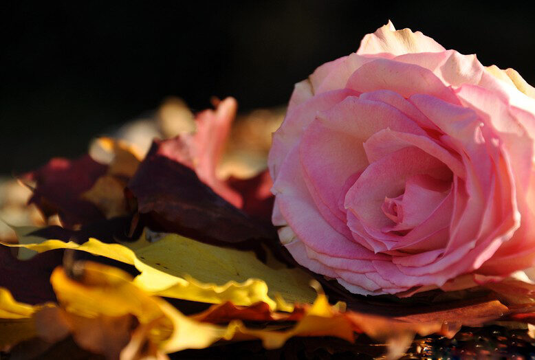 Осени, благоухающей ароматами цветов...