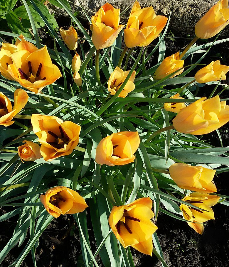 С Днём Солнца )))...