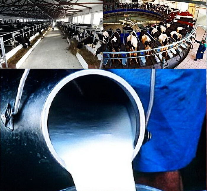 В Приморском крае возрождают молочное производство