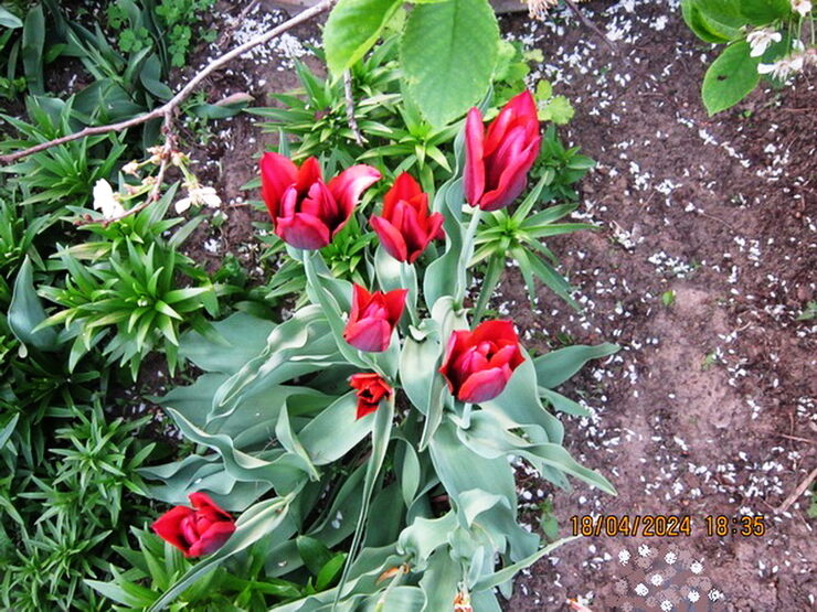 Расцвели тюльпаны на Дону