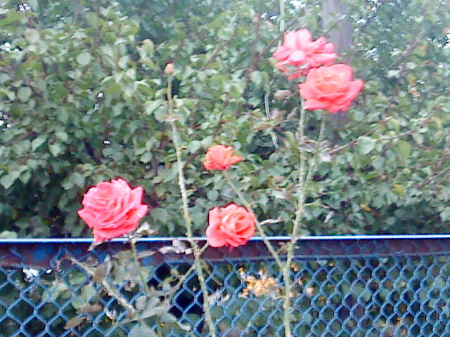 Кто вырастил розу ветров?!