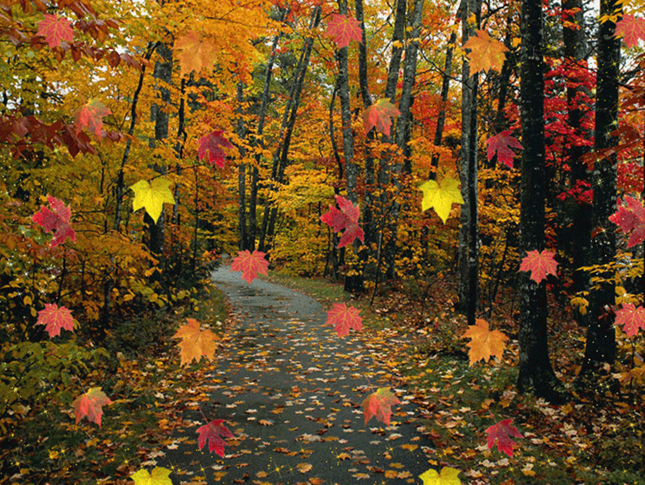 Пришла осенним листопадом. Осенний листопад. Осень листопад. Осенний лес листопад. Красивый листопад.