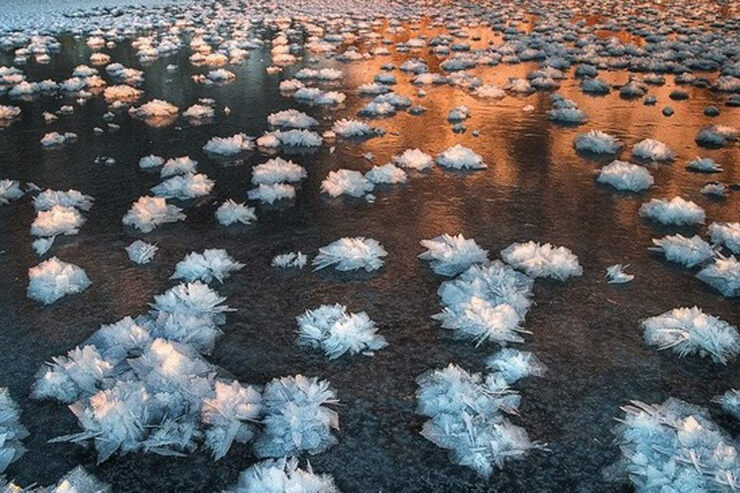 Ледяные цветы