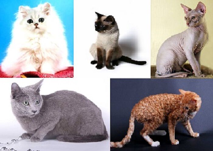 Породы домашних кошек
