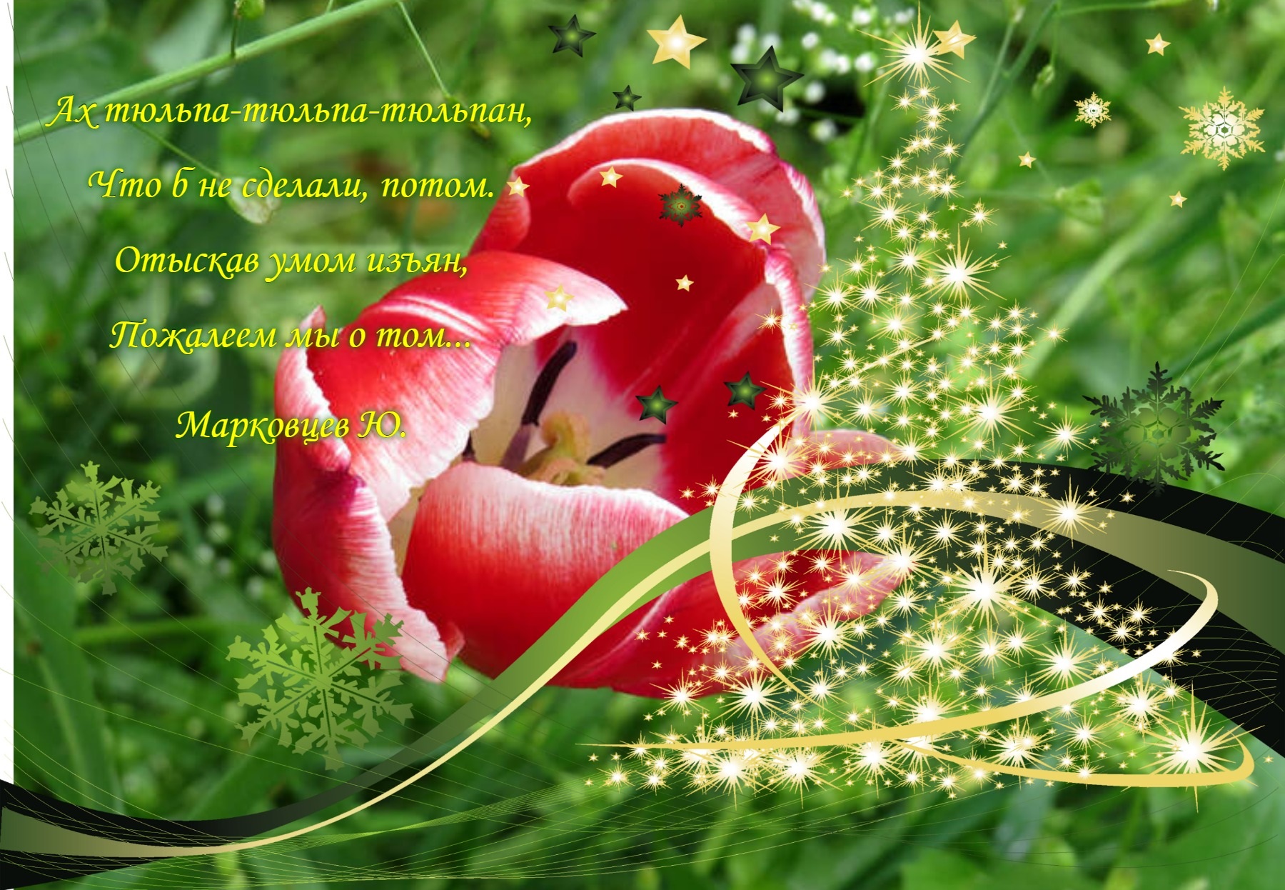 Стихи про тюльпаны и весну. Стихи про тюльпаны. Красивые стихи про тюльпаны и весну. Весной тюльпаны стихи.
