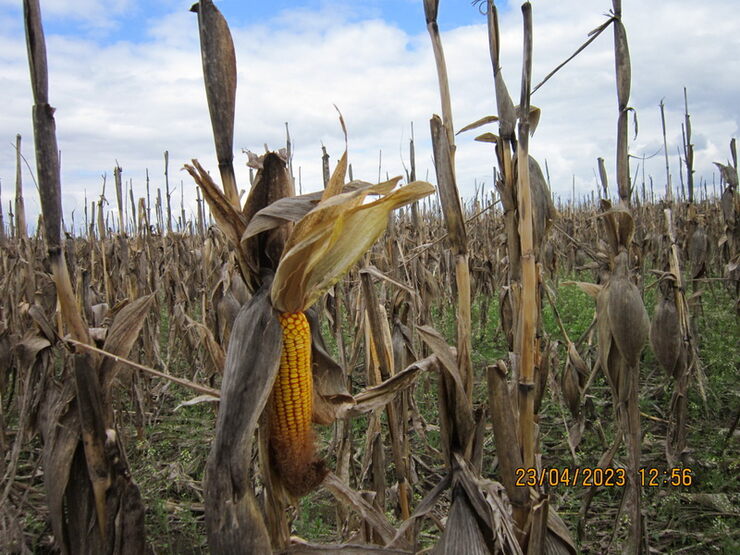 Не убранное поле кукурузы, на Дону