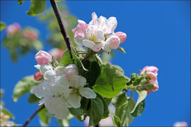 Яблоневый цвет защитит от разных бед