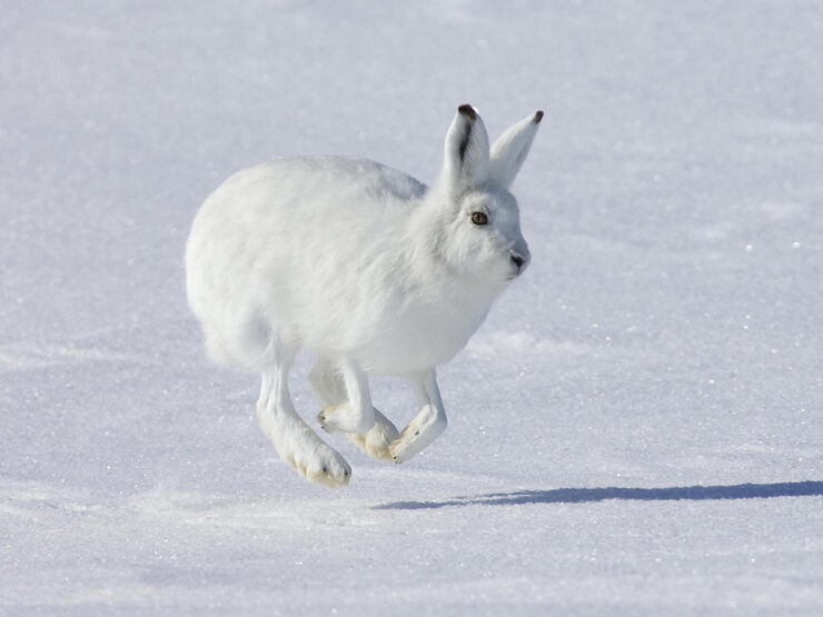 Заяц на снегу
