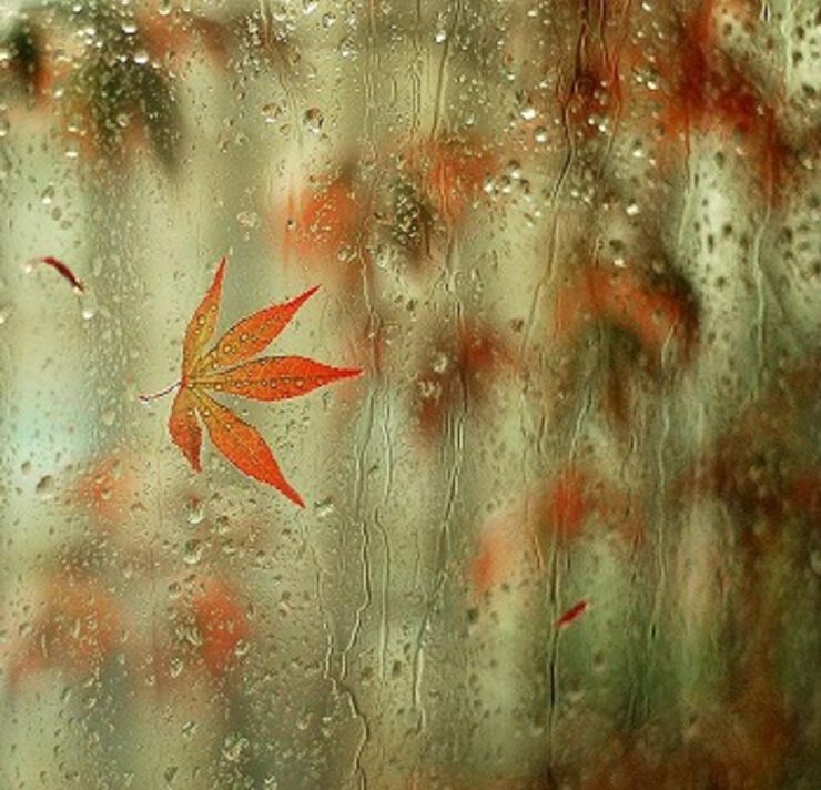 Осень, дожди...