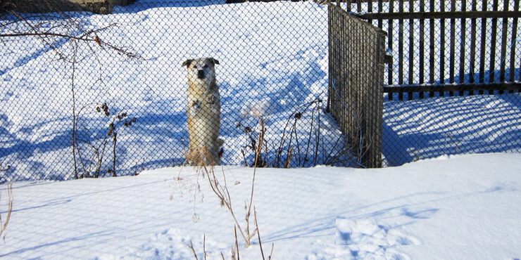 Пёс никак не поймёт, почему зима на Север нейдёт