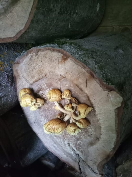 Вы видали, как растут грибы на чурках?