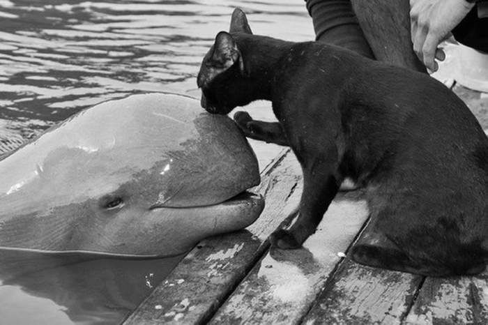 Кошка и дельфин