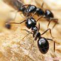 Про муравья
