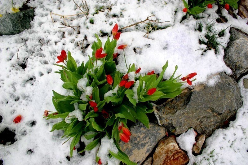 Первые цветы после снега. Снежная примула. Снежная примула цветок. Первоцвет примула в снегу. Цветы из под снега.
