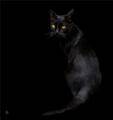 Кошка чёрная в комнате тёмной...