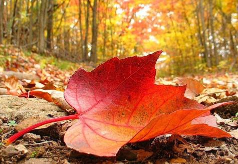 Упадёт листва по осени