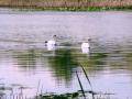 Лебеди на родном озере