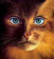 Почему у кошки грустные глаза