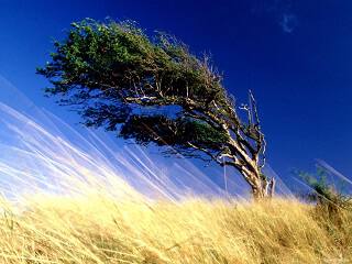 Ветер гнёт к Земле деревья