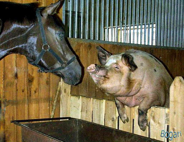 Лошадь и свинья