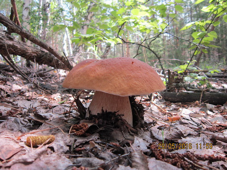 Весенний белый гриб