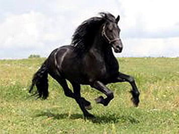 Конь Донской, вороной