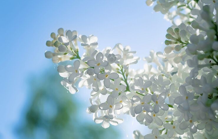 Белый цветок сирени