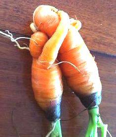 Морковь-любовь