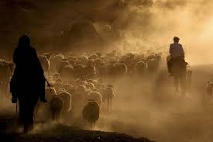 Пастухи и овцы...