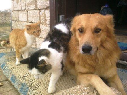 Старушка, две рыжие кошки и пес