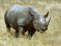 Загадка про носорога