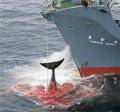В защиту китов