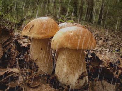 Как прекрасен лес грибной