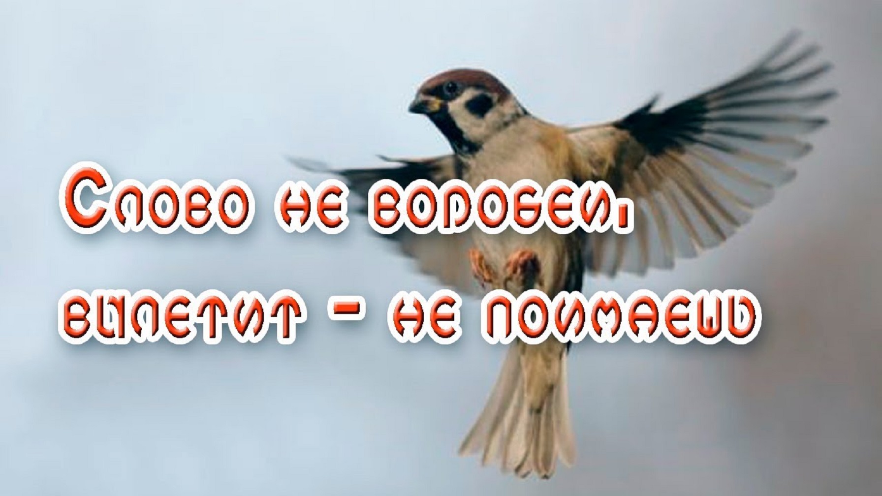 Рисунок к пословице слово не воробей вылетит не поймаешь карандашом