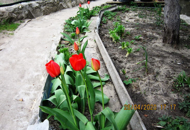 Расцвели тюльпаны ко дню Победы!