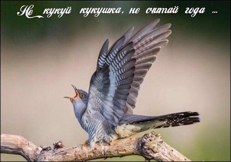 Не кукуй кукушка, не считай года
